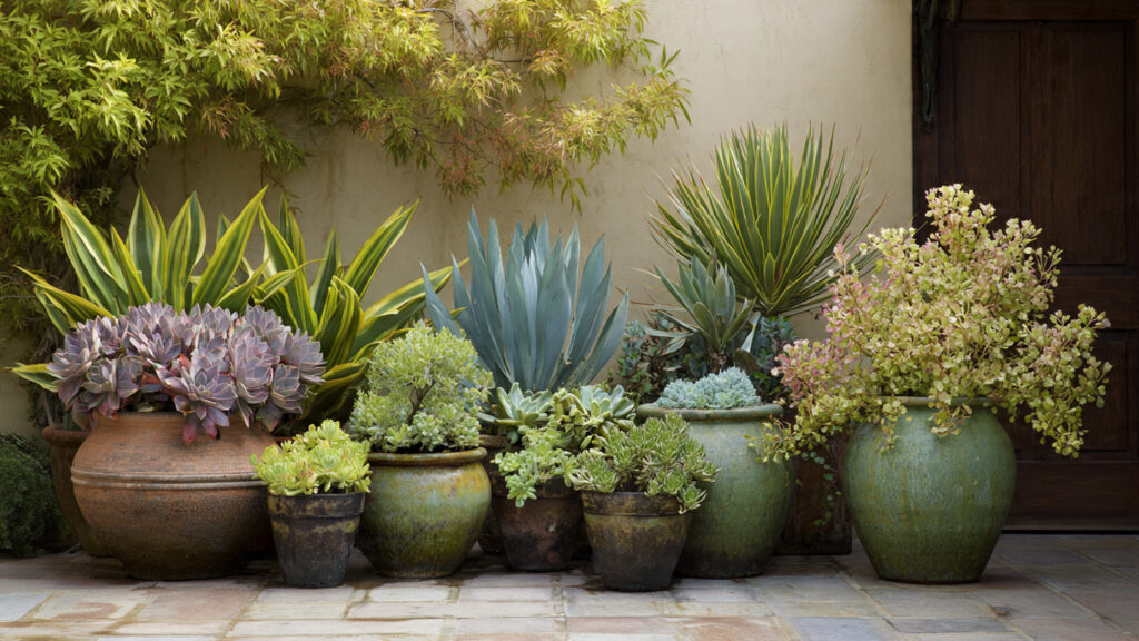 What Are the Top Drought Tolerant Plants for Forgetful Owners?