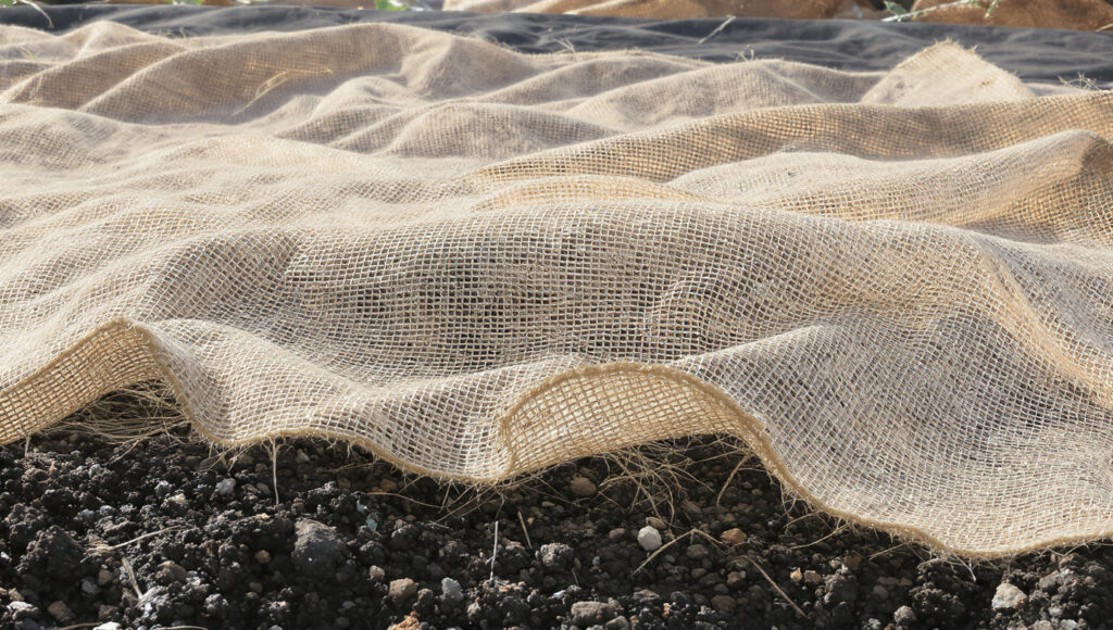 What Benefits Does a Layer of Burlap Provide for Your Garden in Early Spring?