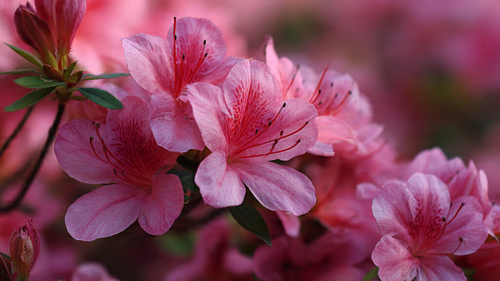 What Causes Azaleas to Shed Their Leaves This Spring?