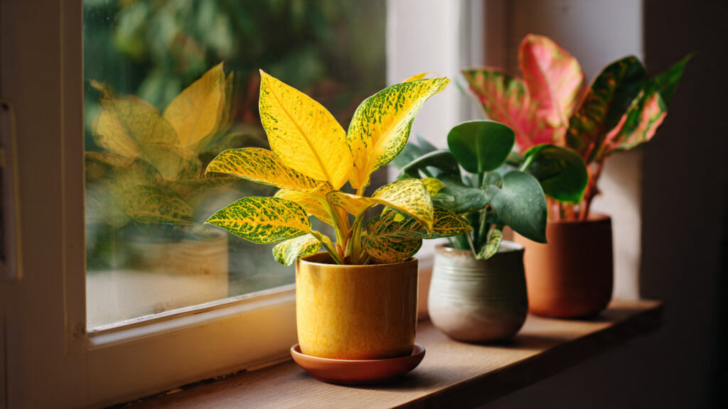 What Is Causing Your Indoor Plants to Have Yellow Leaves? Discover the Unexpected Reason Behind It!