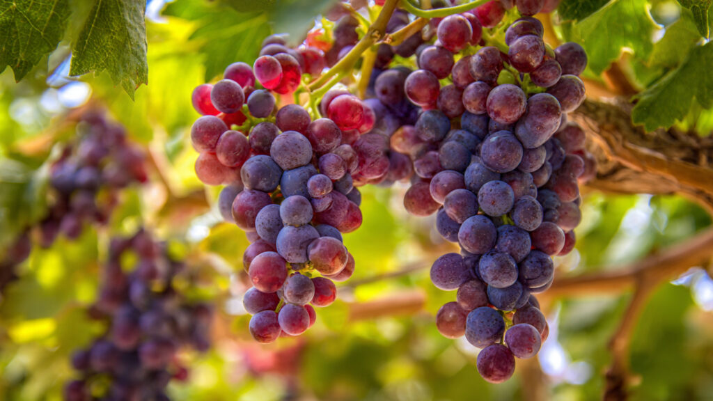 What Is the Key to Growing Massive Bunches of Grapes in Your Backyard?