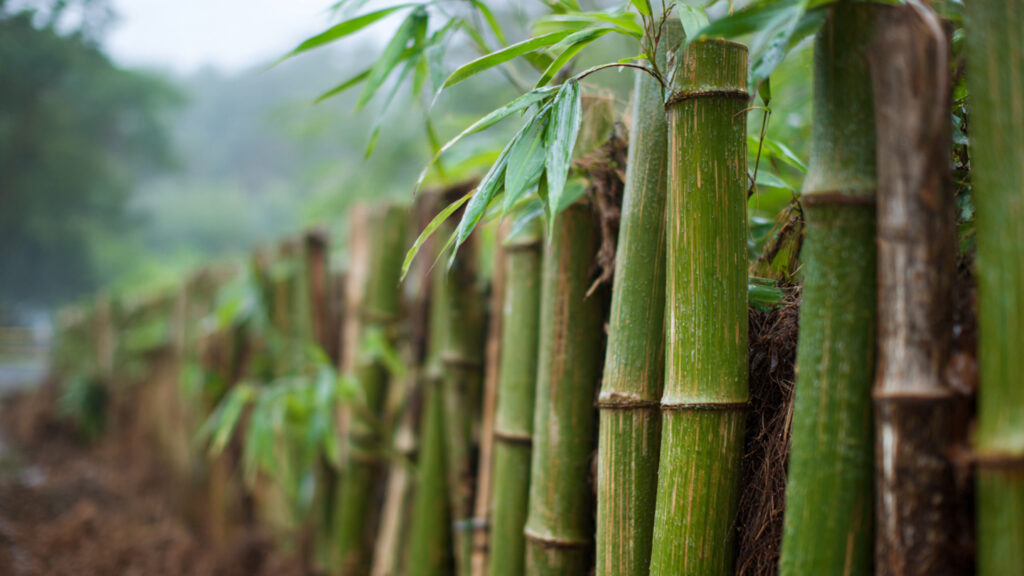 What Risks Lurk When You Plant Bamboo Without a Root Barrier?