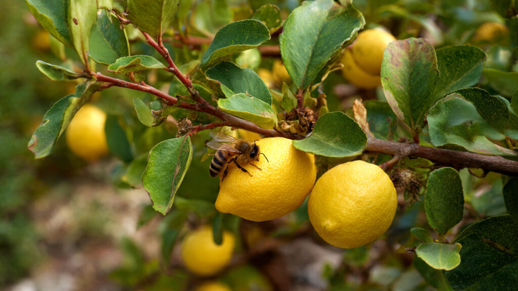 What Secrets Are Behind the Poor Pollination of Your Fruit Trees?