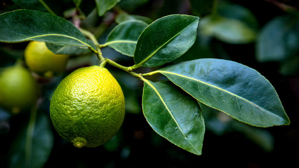 What Secrets Lie Behind the Flower Leaf That Releases a Lemon Scent When Rubbed?