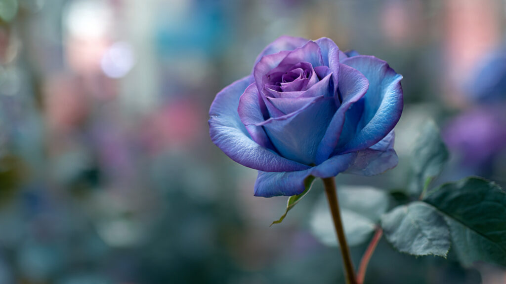 What Secrets Lie Behind the Mystery of Blue Roses Sold in Stores?