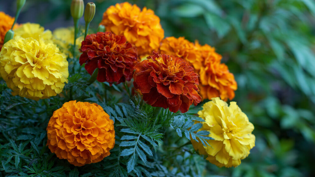 What Surprising Advantages Can Marigolds Bring to Your Vegetable Garden?