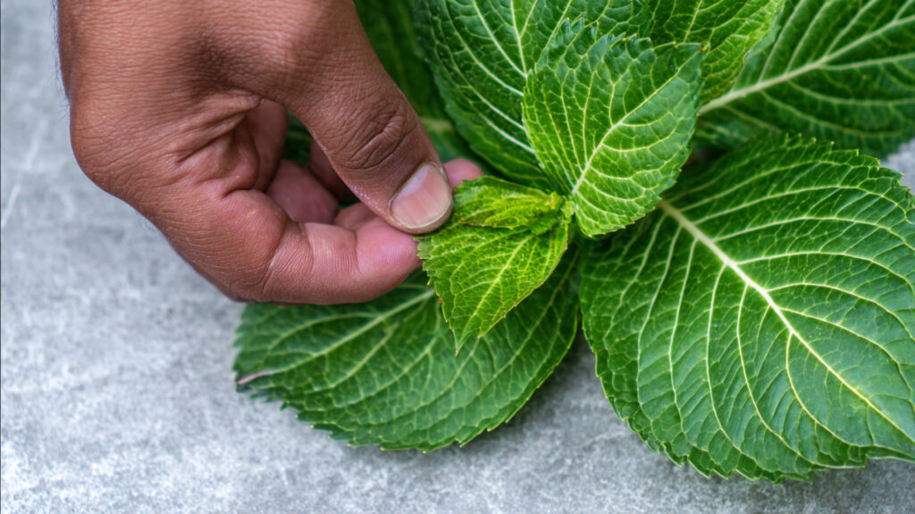 What Techniques Can You Use to Prune Hydrangea Leaves for Bigger Blooms?