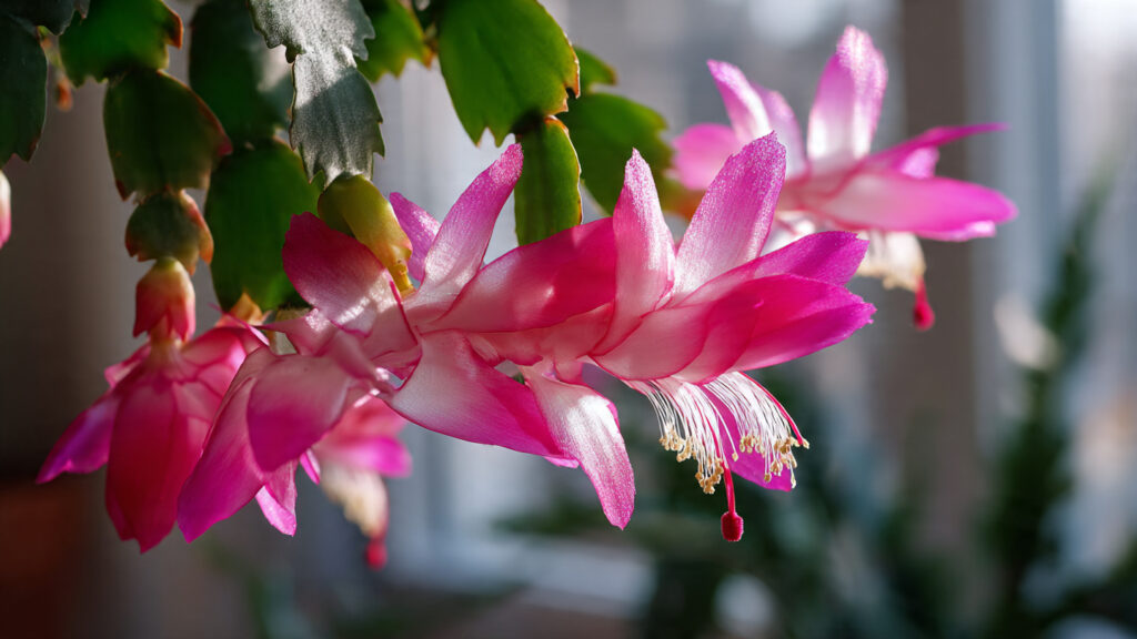 What Your Christmas Cactus Actually Needs in January for a Second Round of Blooms