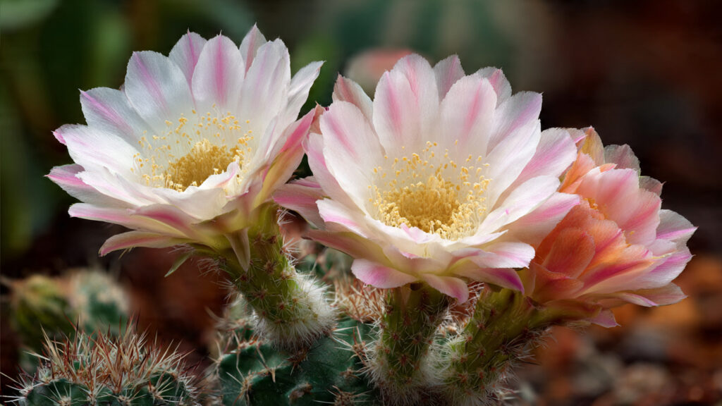 What's the Hidden Trick to Making Your Cactus Bloom?