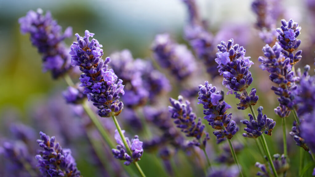 What's the Secret to Cultivating a Fragrant Garden All Year Long?