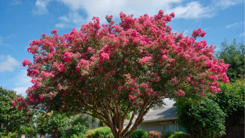 When to Prune Crepe Myrtles for Healthy Growth and Beautiful Blooms