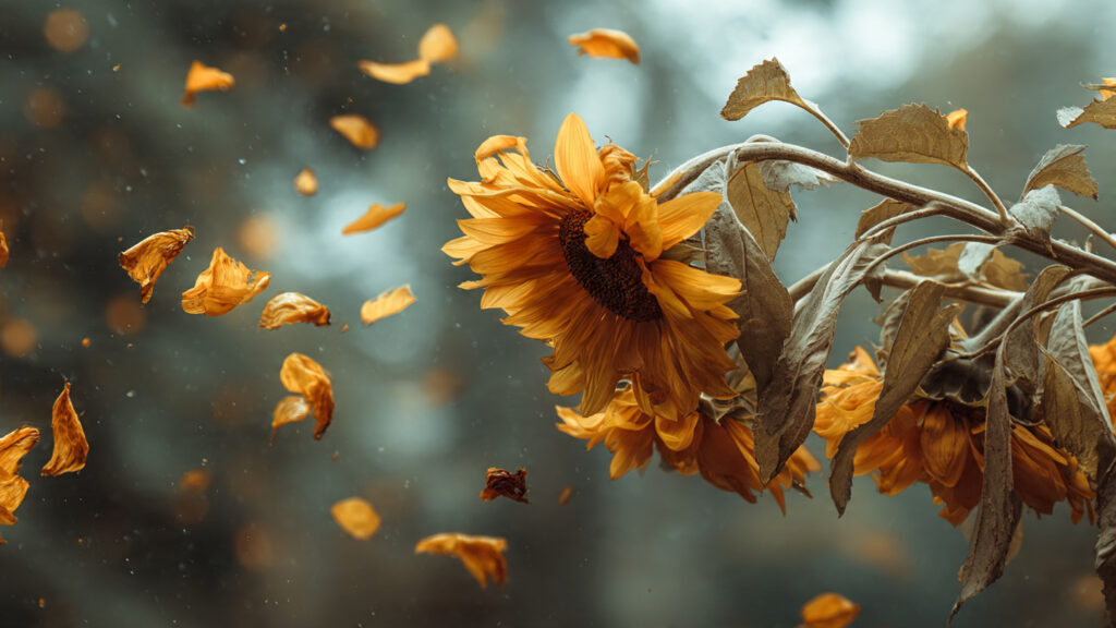 Why Are the Leaves of Your Sunflower Dropping From the Bottom Up?