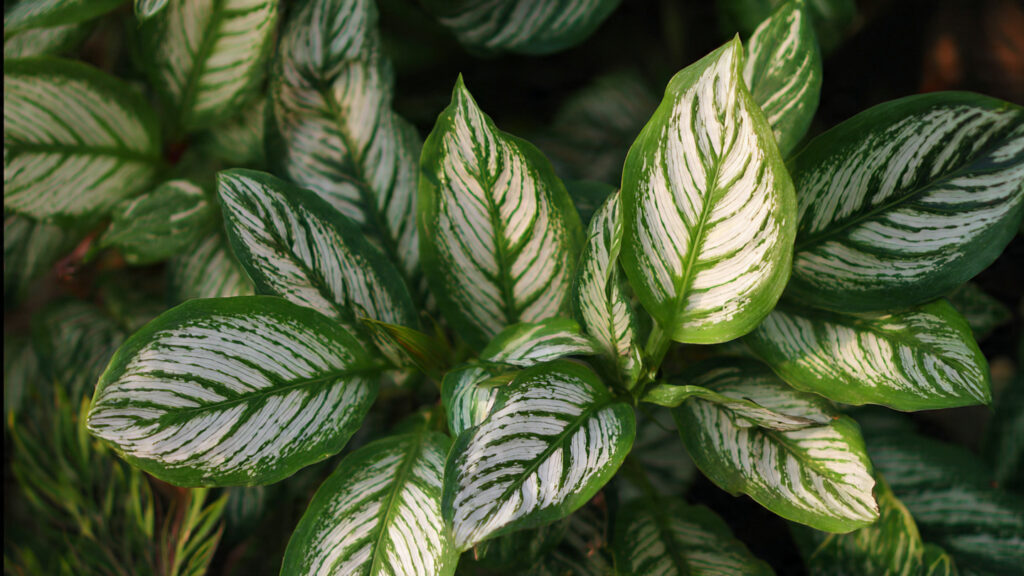 Why Are These Rare Variegated Plants the Ultimate Status Symbol for Gardeners?