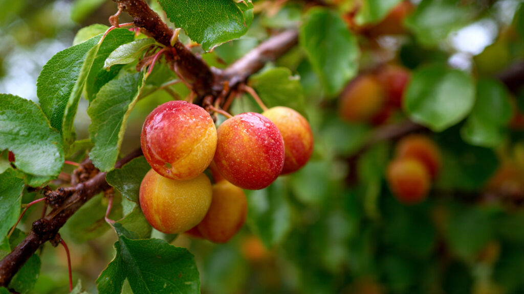 Why Are Your Fruit Trees Dropping Their Fruit Early?