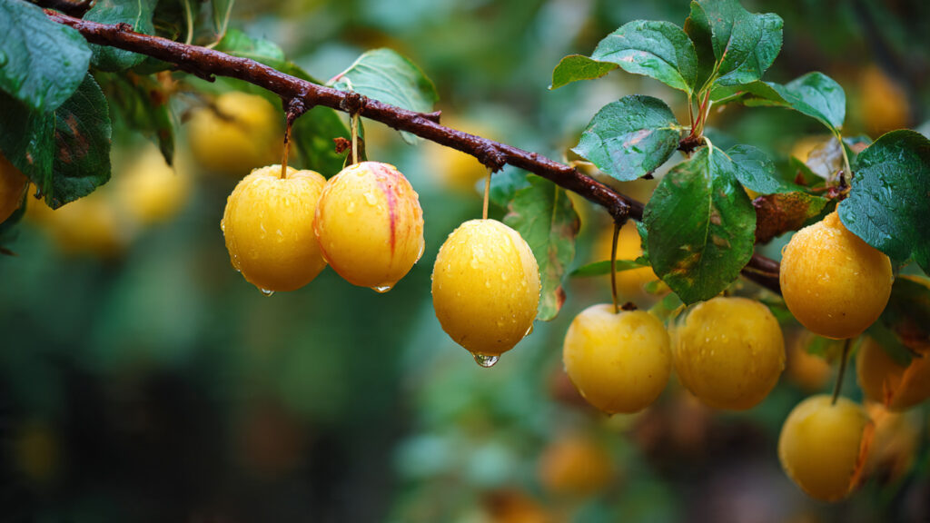 Why Are Your Fruit Trees Leaning and How Can You Brace Them Effectively?