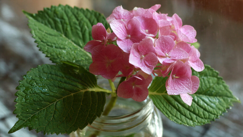 Why Are Your Hydrangea Cuttings Wilting Even with Ample Water?