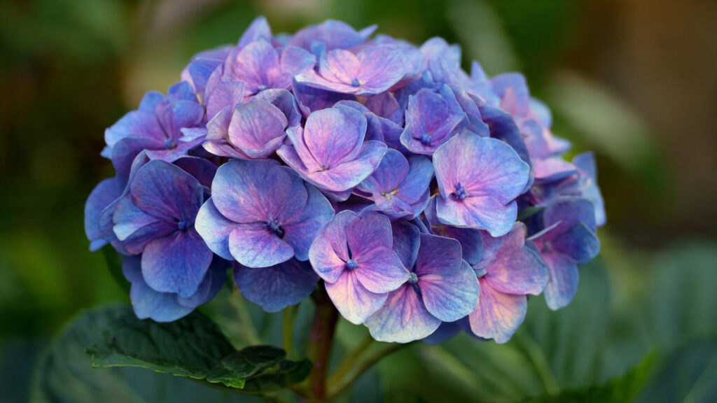 Why Are Your Hydrangeas Getting Smaller Each Year?