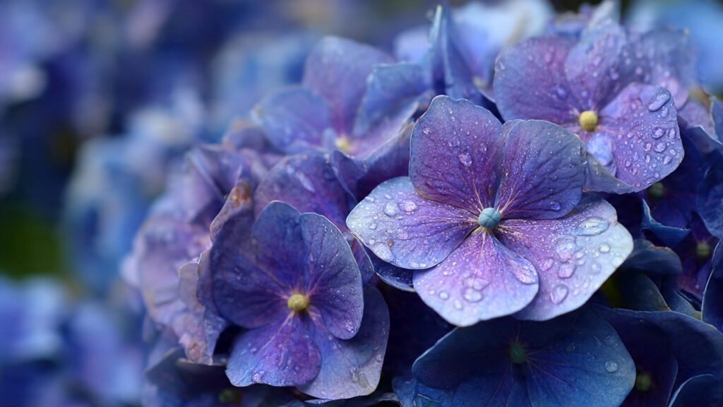 Why Are Your Hydrangeas Shrinking Year After Year?