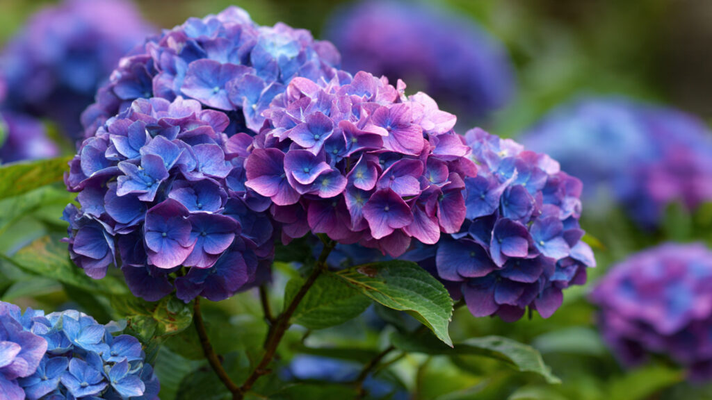 Why Are Your Hydrangeas Shrinking Year After Year?