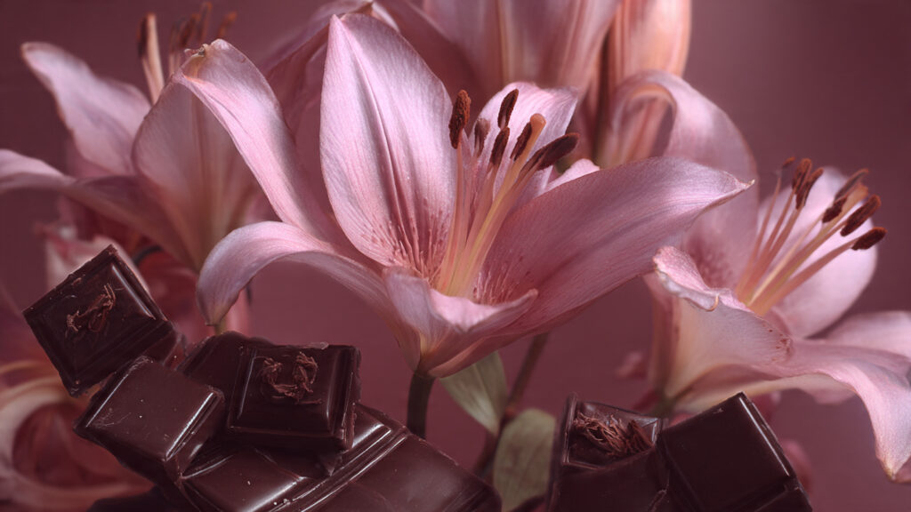 Why Does This Flower Smell Like Chocolate?