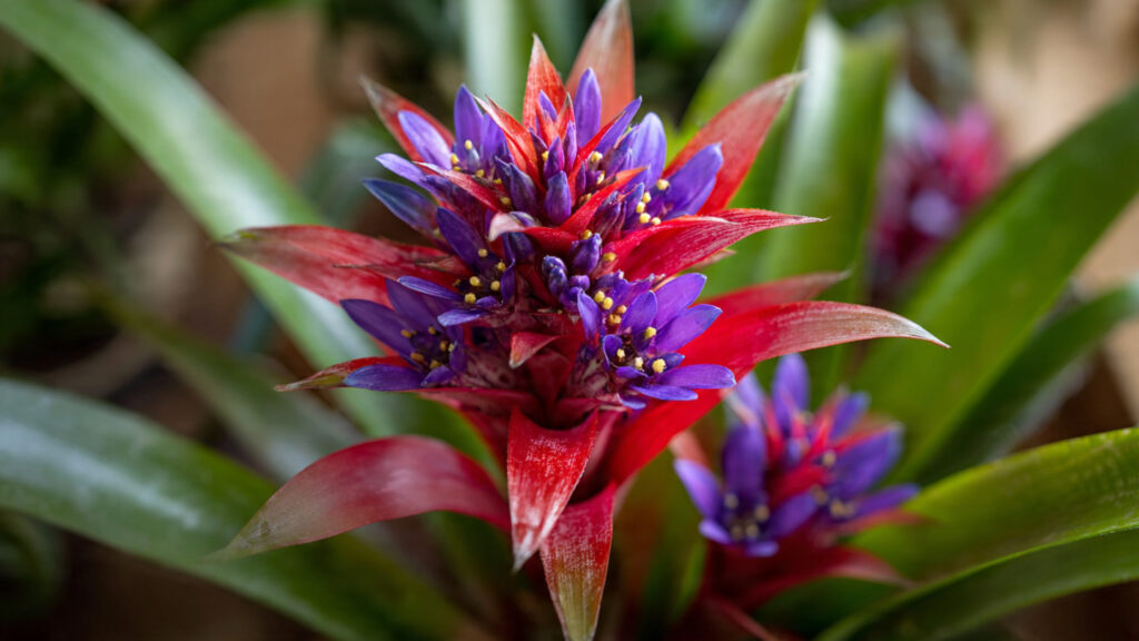 Why Does Your Bromeliad Bloom Just Once and How Can You Encourage More Flowers?