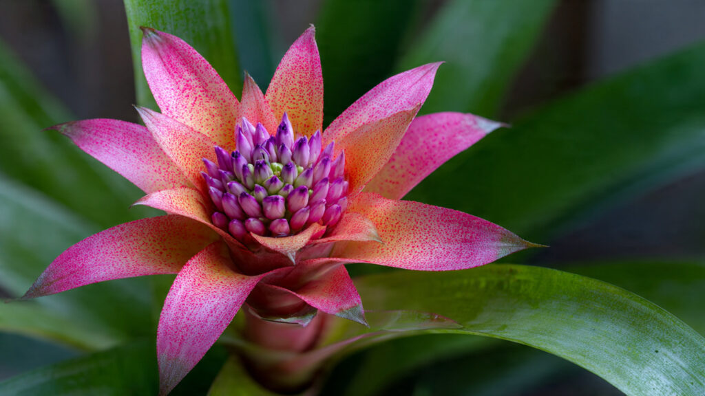 Why Does Your Bromeliad Bloom Just Once and How Can You Encourage More Flowers?