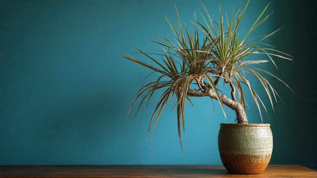 Why Is Dracaena Marginata the Ultimate Choice for New Plant Parents?