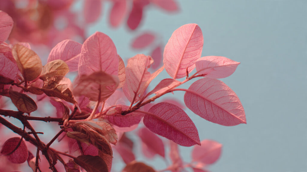Why Is Pink Foliage Capturing Everyone's Attention on Social Media?
