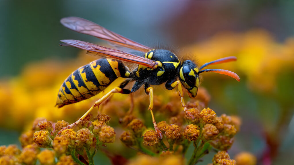 Why Is Your Garden Drawing More Wasps Than Bees and What Benefits Does This Bring?
