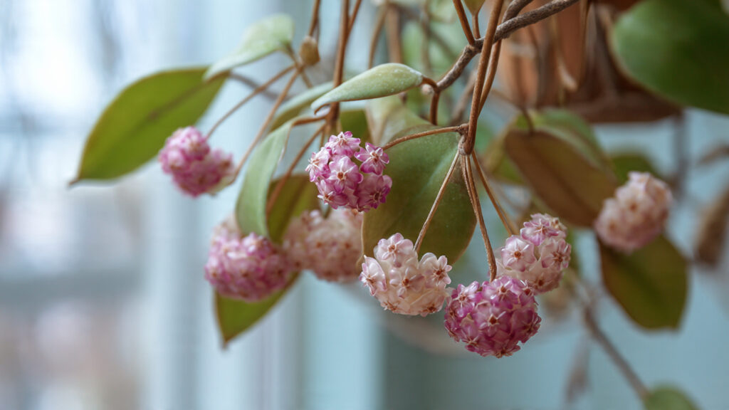 Why Is Your Hoya Taking So Long to Bloom and What Can You Do to Encourage It?