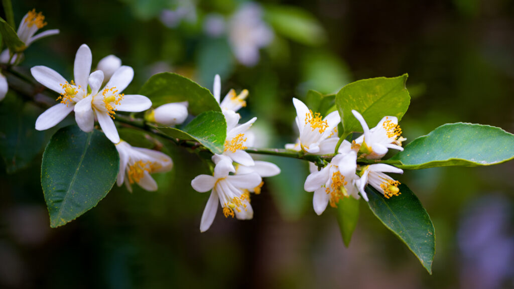 Why is Your Lemon Tree Blooming in the Heart of Winter?