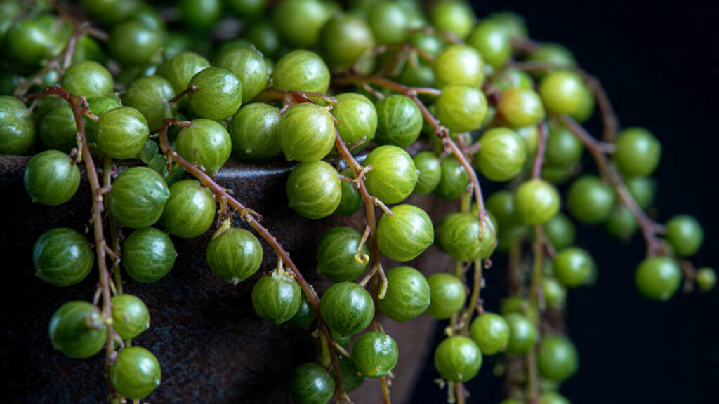 Why Is Your String of Pearls Shriveling Up?