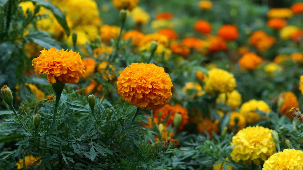 Why Marigolds Are a Must-Have in Every Flower Bed