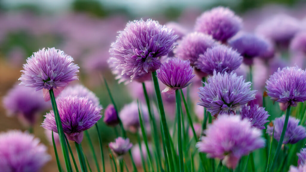 Why Should You Plant Chives Around the Base of Your Peach Trees?
