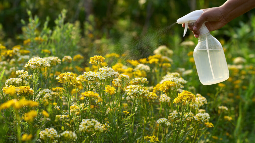 Why Should You Spritz Your Garden Weeds with Vinegar Spray?