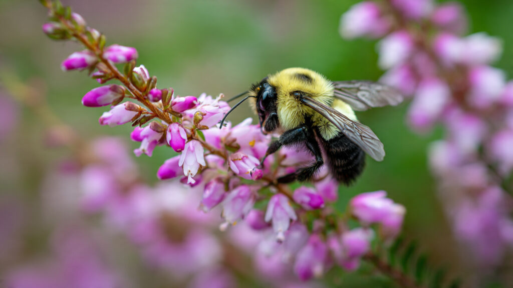 Why Should Your Garden Have a Dedicated Pollinator Highway?