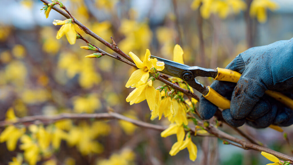 Why Winter Is the Best Time to Prune Forsythia—and How to Do It the Right Way