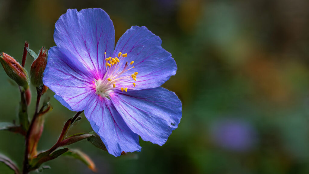 Why You Should Avoid Touching This Beautiful Common Wildflower