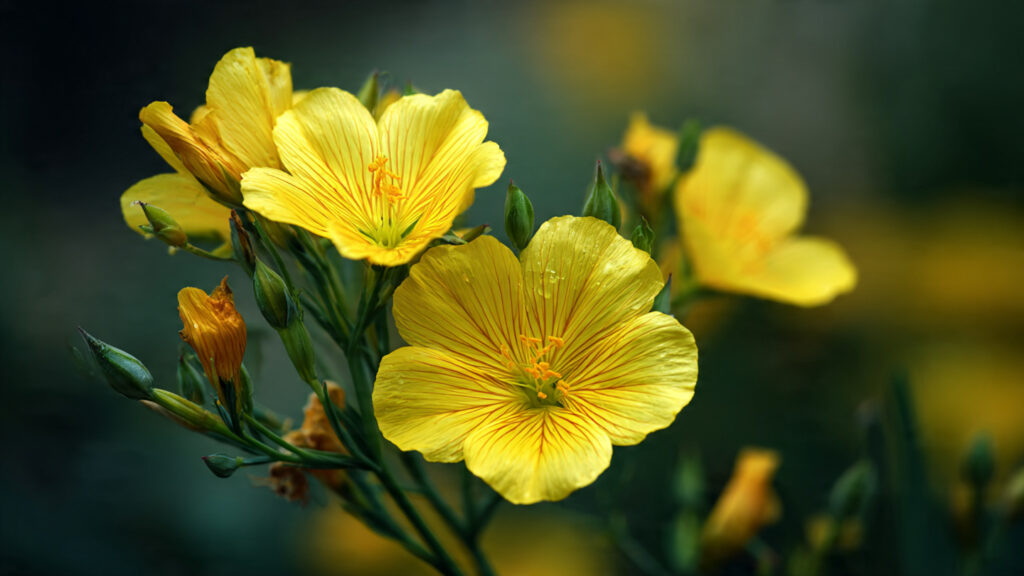 Wow, So Beautiful! How to Grow Linum Flavum at Home: A Complete Guide to This Golden Sunshine Flower