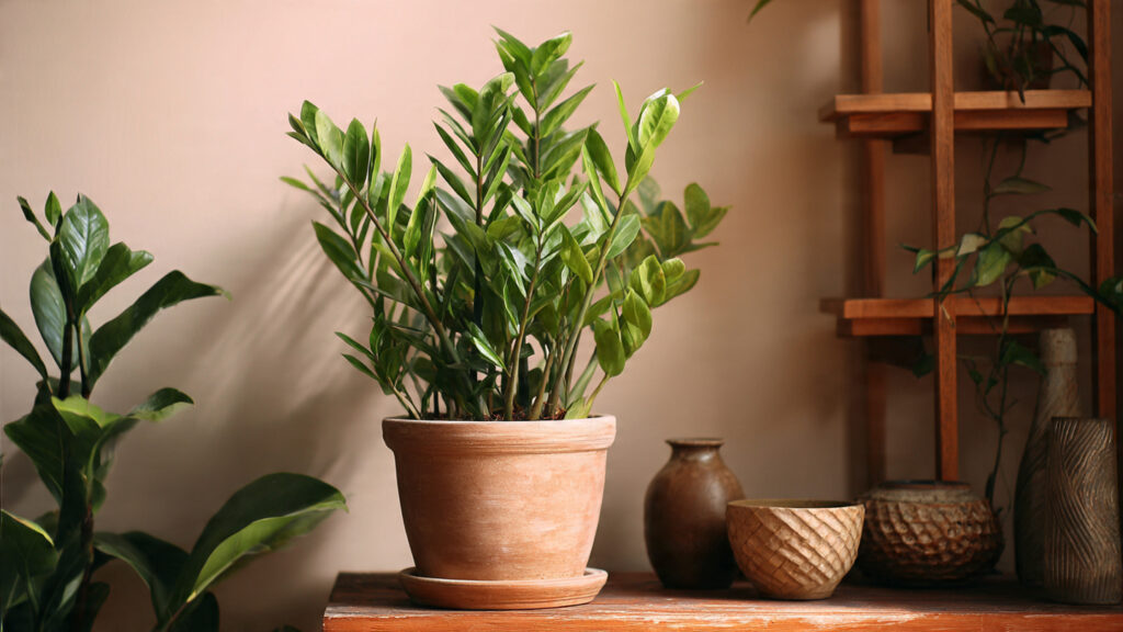 ZZ Plant Care: How to Grow This Popular Plant and Help It Thrive Indoors